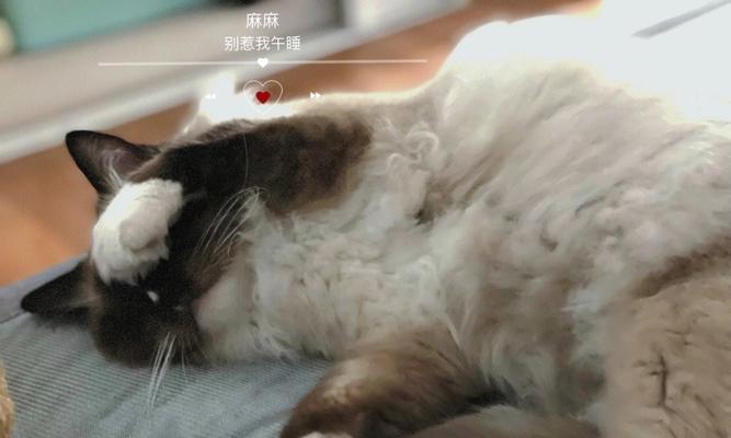 小猫半夜叫声连天，如何有效解决（宠物的习性）