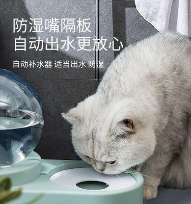 如何科学喂养宠物小猫（一天喂几次）