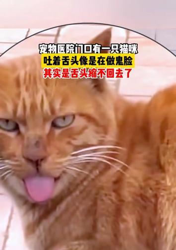 猫咪为何总是吃草呕吐软便臭（探究猫咪进食习惯及常见疾病）