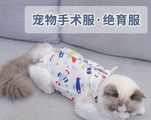 猫咪产后应该吃什么好（宠物猫的产后饮食计划和注意事项）