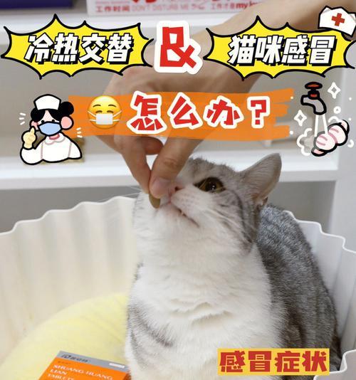 猫咪感冒的症状及预防方法（宠物猫的健康不能忽视）