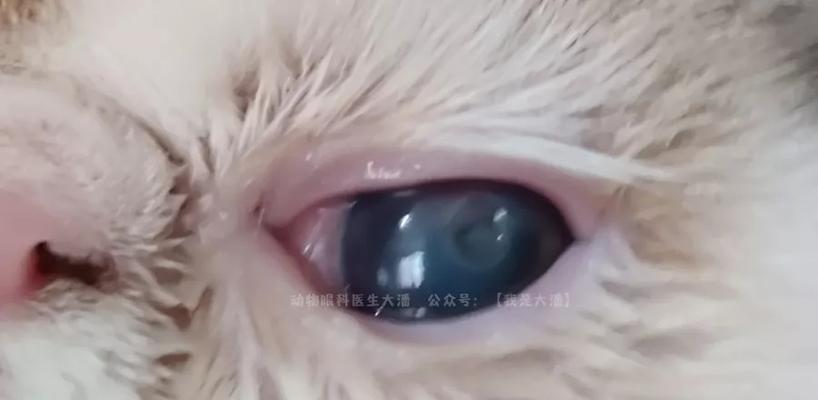 爱宠之痛——猫咪引起眼睛溃疡的原因（了解为什么你的猫咪会引起眼睛溃疡）