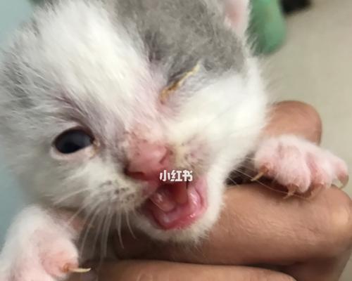 猫咪眼角的特征及保健方法（从猫咪眼角看宠物健康）