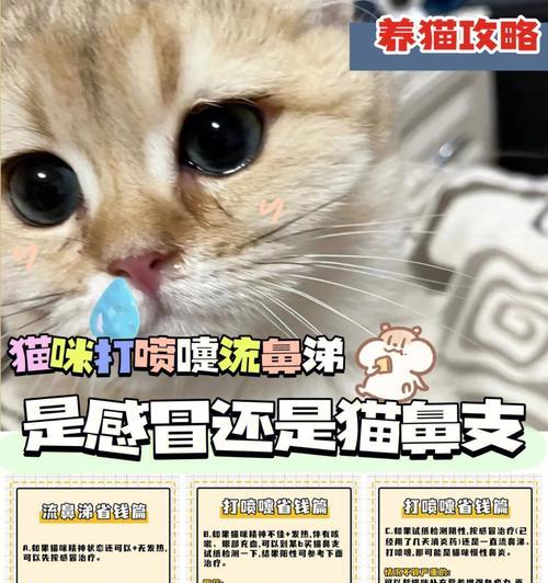 猫咪打喷嚏怎么办（宠物着凉该怎么应对）