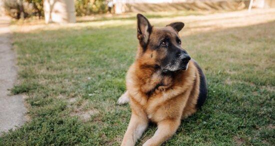 如何科学喂养五个月一天的牧羊犬（喂食量）