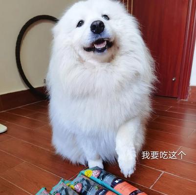 如何选择适合萨摩耶幼犬的狗粮（以宠物为主）