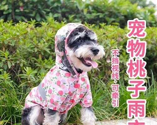 泰迪幼犬呕吐的原因及处理方法（宠物饮食不当）