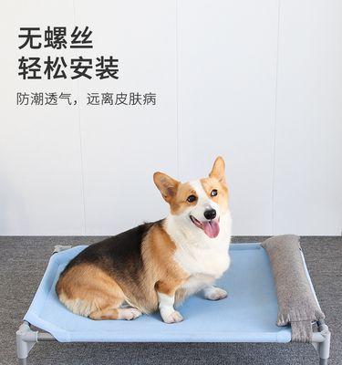 夏季狗狗护理全攻略（如何让你的爱犬在炎热的夏天健康快乐度过）