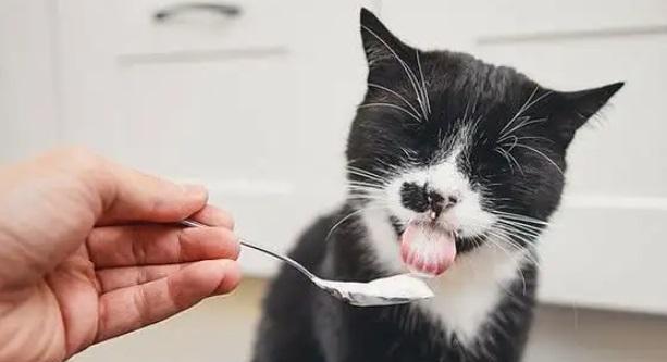 夏季猫咪没食欲，如何帮助宠物恢复胃口（解决猫咪食欲不振的有效方法与注意事项）