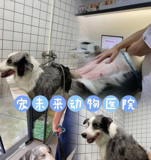 小狗洗澡必知的事项（宠物犬洗澡时间）