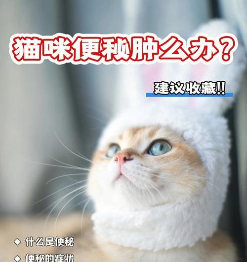 解决宠物猫2个月便秘问题的药物及食谱（药物治疗和自然疗法）