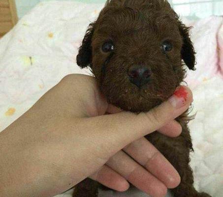 如何为两个月大的泰迪犬定制一日三餐（以宠物为主的饮食规划）