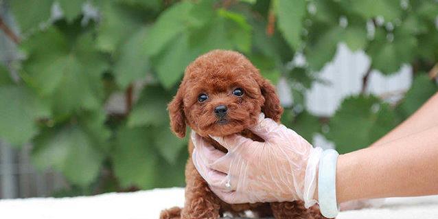 两个月大泰迪咬东西怎么办（宠物犬咬东西成瘾怎么处理）