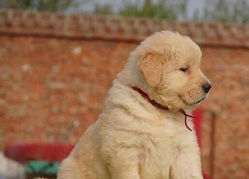 让大型犬健康成长，从饮食开始（宠物犬的饮食需求与补充）