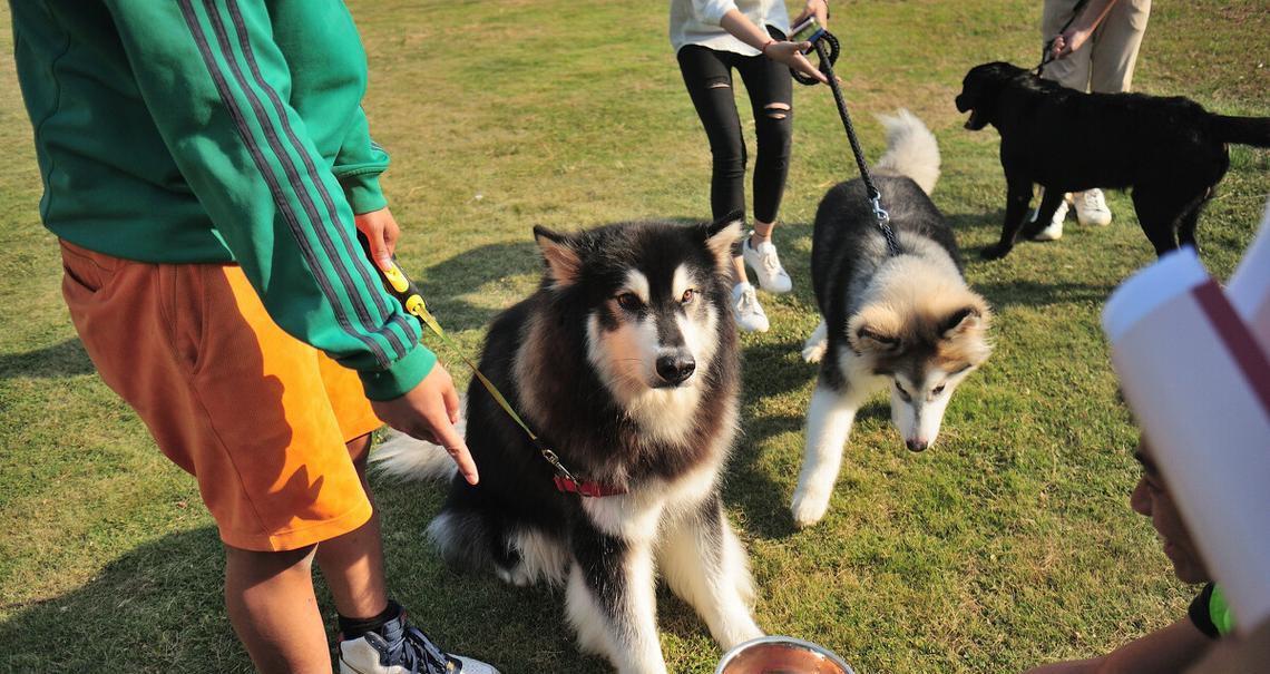 单脊阿拉斯加犬——最可爱的宠物选择（了解单脊阿拉斯加犬）