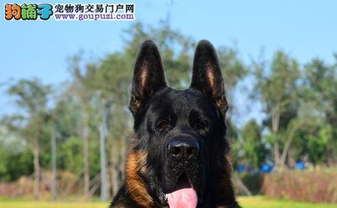 德国牧羊犬——伟大的工作犬和忠诚的宠物（以宠物为主）