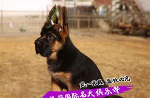 德牧幼犬为什么会频繁呕吐（宠物健康小贴士）