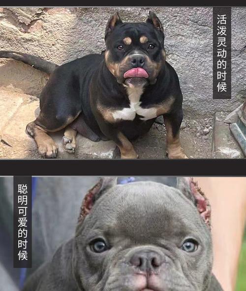 一只恶霸犬的尾巴到底长成什么样（探究犬类尾巴形态多样性的奥秘）