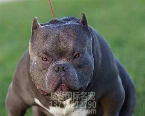 恶霸犬的特征剖析（认识恶霸犬的15个特征）