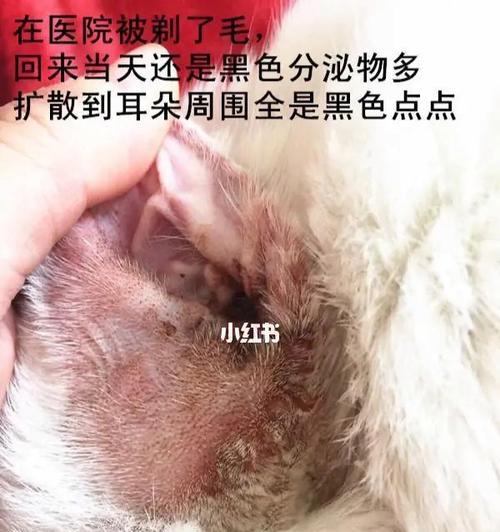 猫咪常见疾病——耳螨（耳螨的症状）