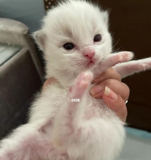 初为宠物猫的饮食指南（刚出生的小猫需要什么）