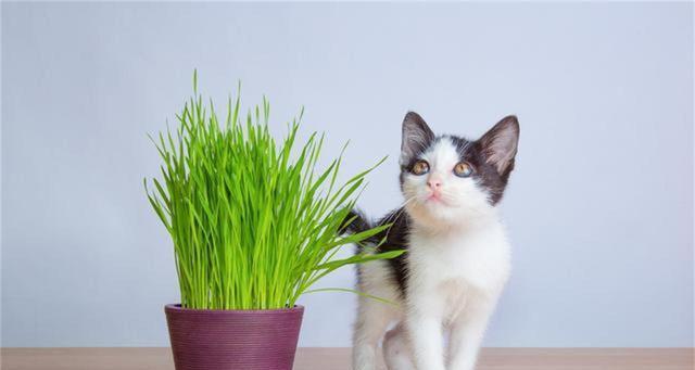 为什么给猫咪吃猫草很重要（探究猫草对猫咪健康的影响与作用）