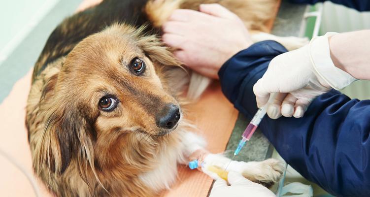 如何预防和治疗九个月大狗狗的犬瘟（宠物爱好者必读的犬瘟防治指南）