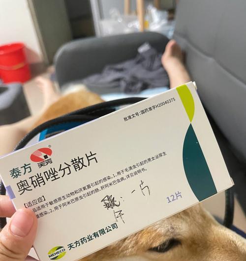 九个月狗狗的消炎药需求全解析（了解宠物消炎药的使用方法）