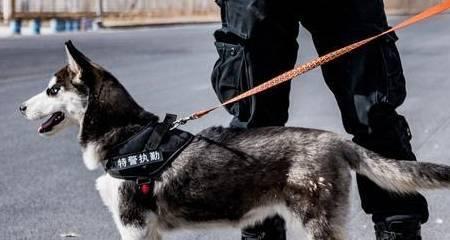 以色列军犬中的哈士奇混血（宠物主人的新宠和军犬训练领域的新鲜血液）