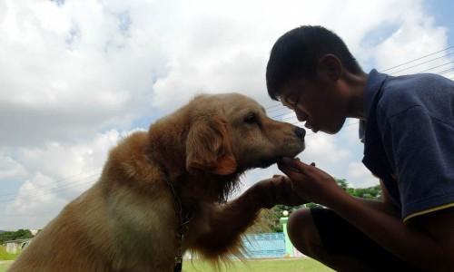 开创自己的训犬基地，实现与宠物一起成长的梦想