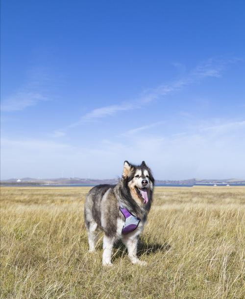 阿拉斯加犬的生命旅程（从可怜到幸福）