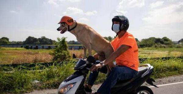 如何安全地带着宠物骑摩托车（掌握这些技巧）