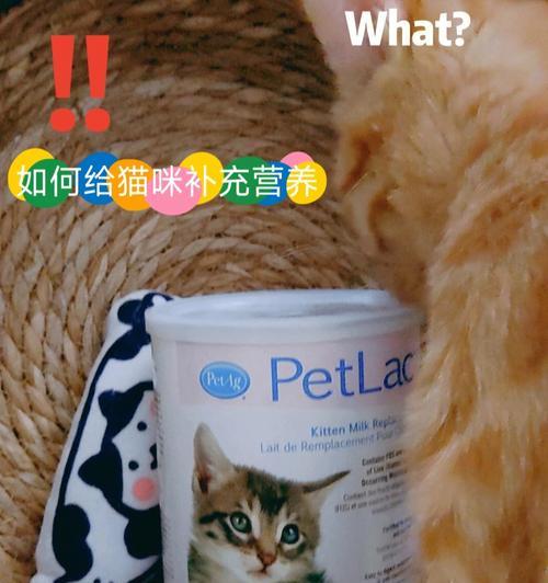 小猫的奶粉喂养之道（探讨宠物小猫如何正确冲配奶粉）