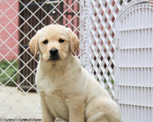 拉布拉多犬公体重该如何控制（以宠物为主）