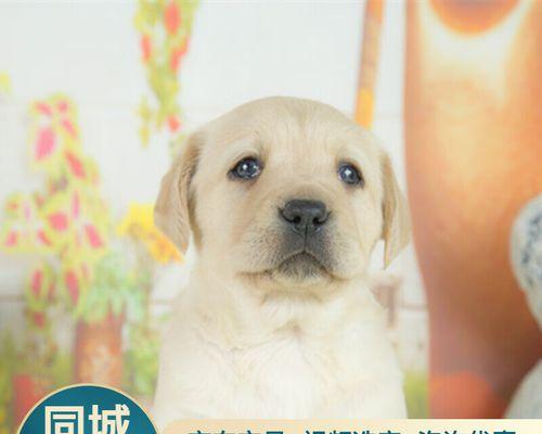 如何让拉布拉多犬听从指令（培养宠物的性）