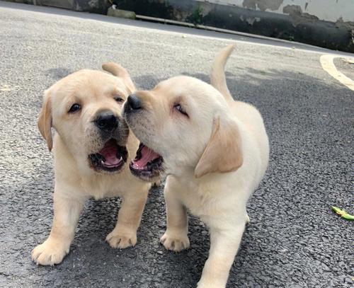 拉布拉多幼犬的体温应该如何测量（了解拉布拉多幼犬正常体温范围的重要性）