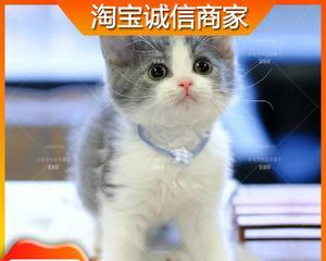 了解矮脚猫的习性与饲养技巧（了解矮脚猫的习性与饲养技巧）