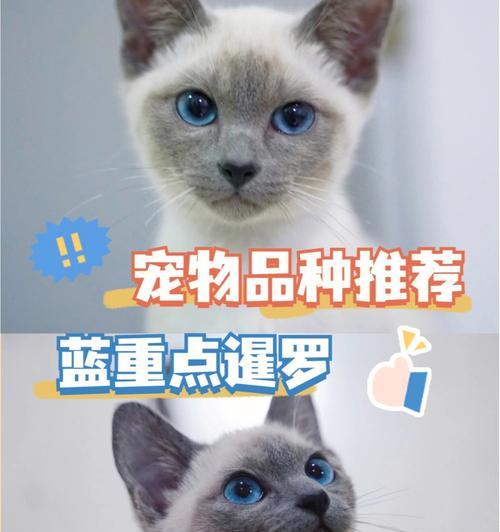 探秘以蓝重点暹罗猫脚垫的特点（了解宠物猫的身体结构与健康）