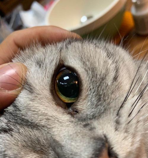 猫咪眼泪之谜