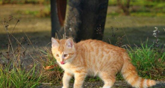 两个月小猫为何喜欢啃草（探究小猫啃草的原因和好处）