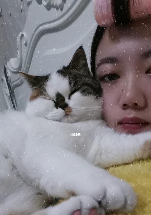 猫咪的睡眠需求及正常睡眠时间（掌握正确的宠物养护知识）