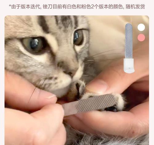 剪完指甲的猫咪需要注意什么（以宠物为主）