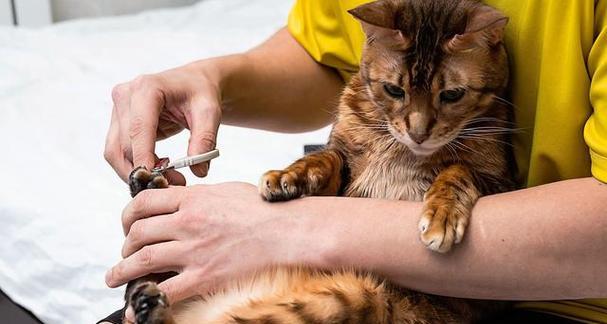 猫咪指甲手术（拔指甲手术的必要性及注意事项）