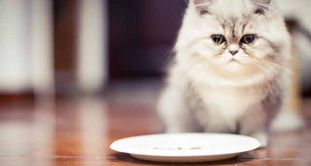 猫咪的饮食需求（以宠物为主）