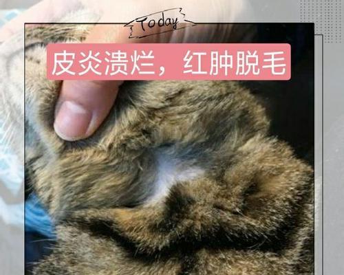 探究猫咪注射部位皮下肿块的原因和治疗方法（宠物健康必备）