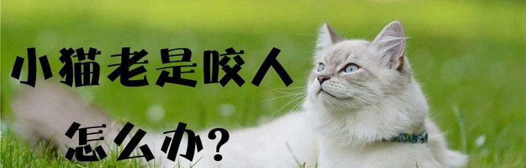 如何防止宠物猫咪抓人咬人（学会正确的猫咪训练）