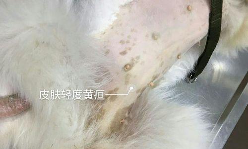 猫咪子宫蓄脓——解决方法详解（猫咪子宫蓄脓的原因及灌药治疗）