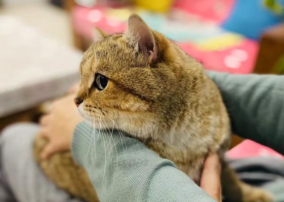 猫咪自发性膀胱炎护理指南（细节决定成败）