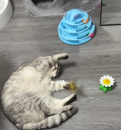 猫咪不玩玩具的原因（探究猫咪玩具偏好的心理学及行为学原因）