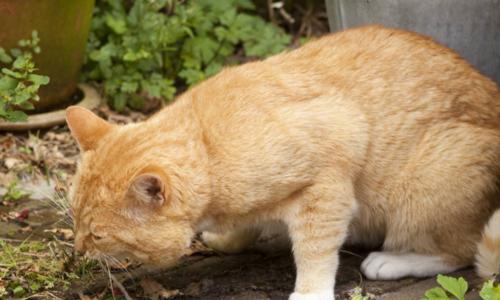 用猫咪自学武功，开启异想天开的宠物训练之路（如何以猫咪为教材）